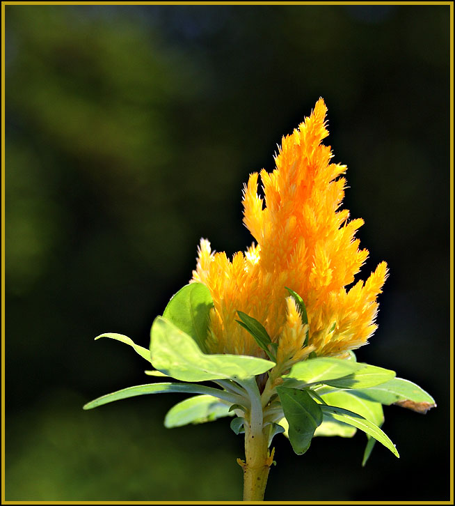 Celosia