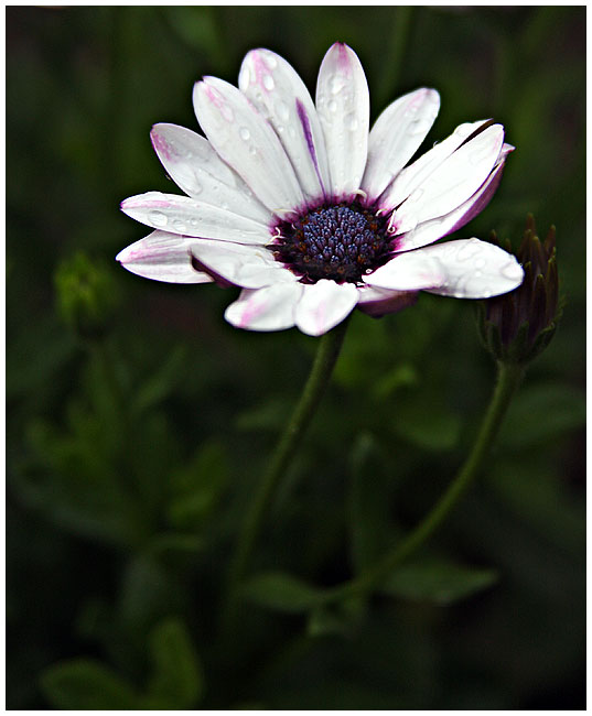 Rain drenched Daisy