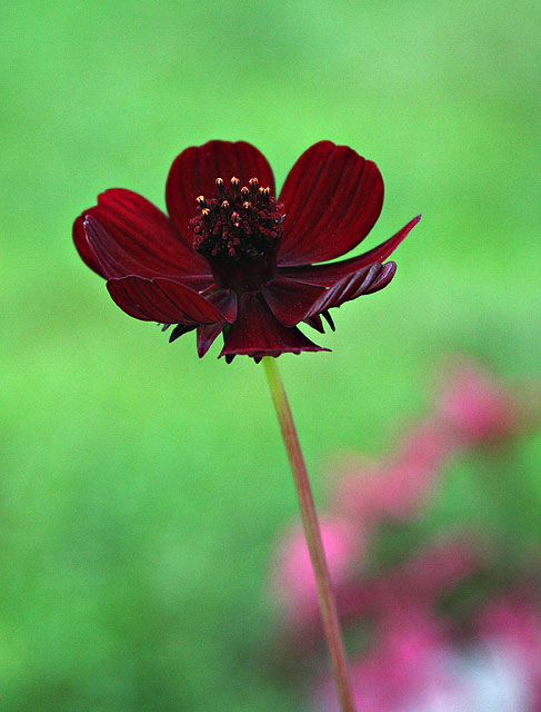 Chocolate Cosmos