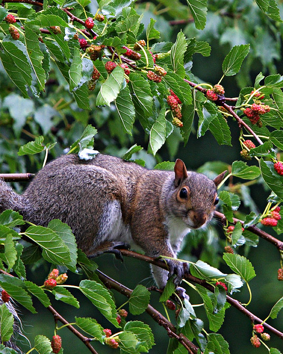 squirell.jpg