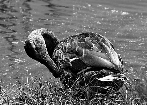 IMG_1873.jpg