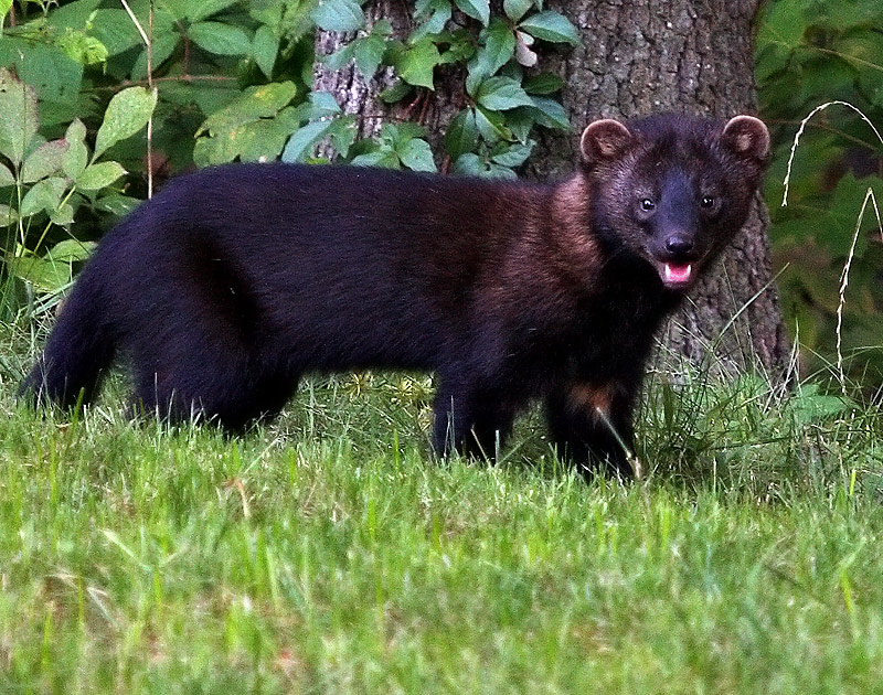 fisher cat