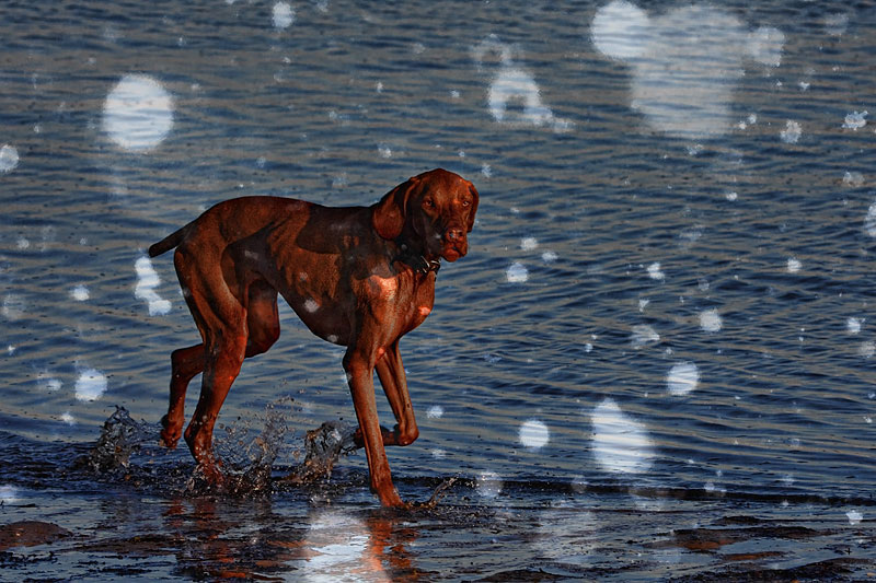 vizsla