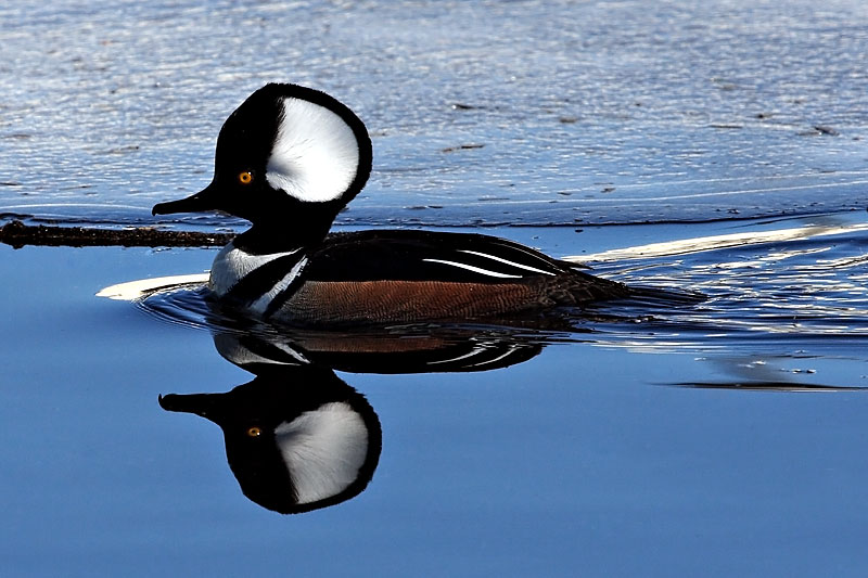 Male Hooded Merganser