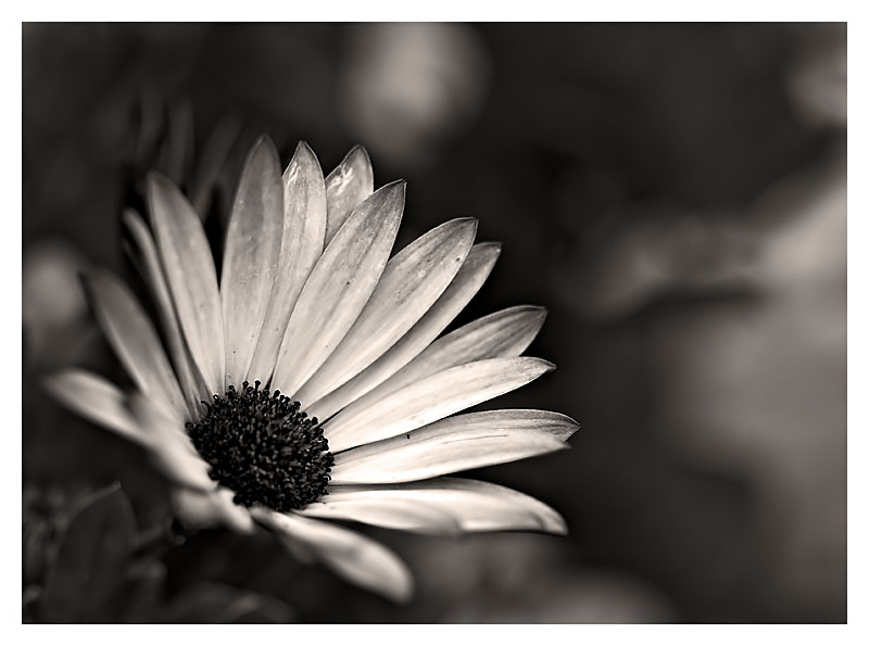 IMG_9444_edit.3_filtered