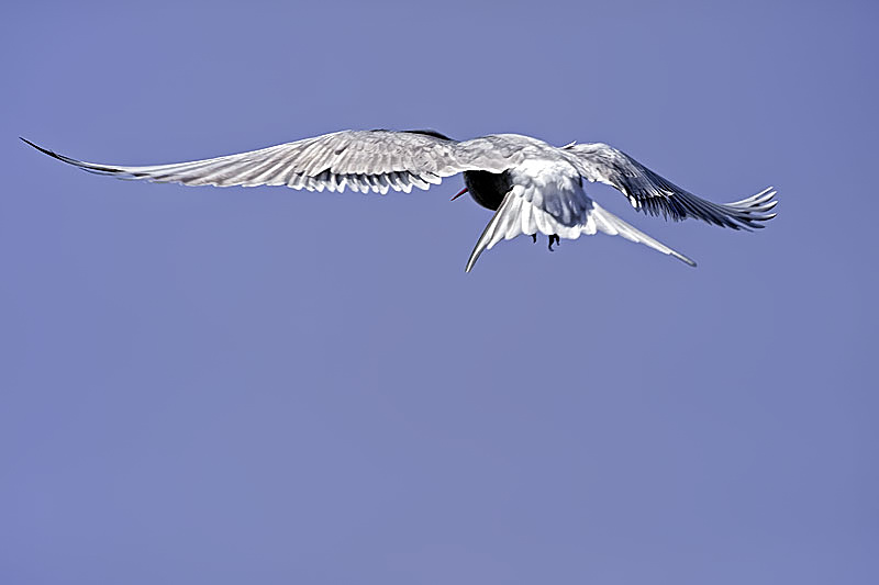 ArticTern in flight