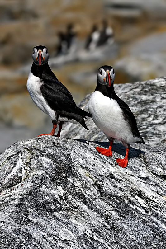 Puffins