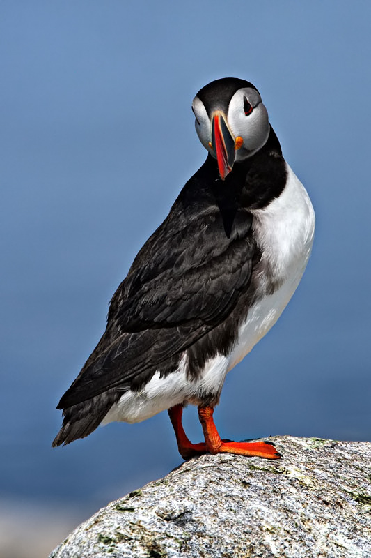 Atlantic Common Puffin