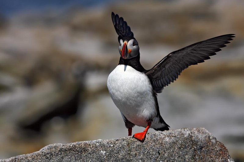 more puffins
