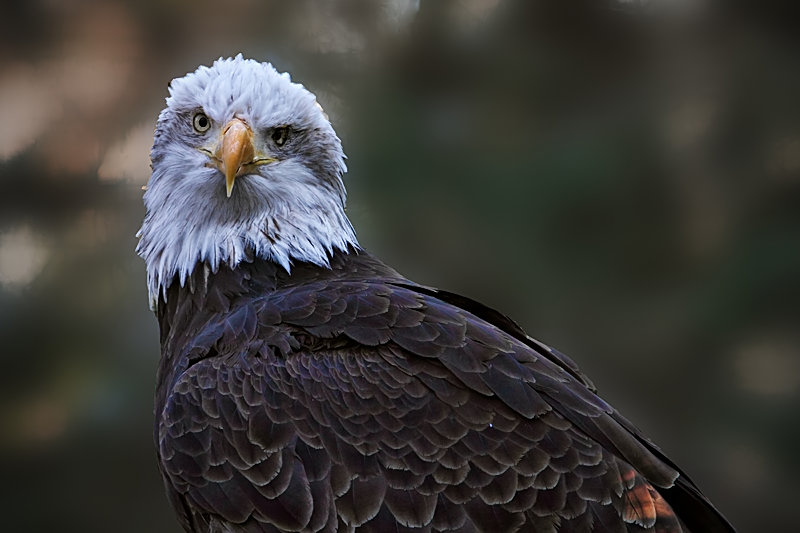Eagle with 7D