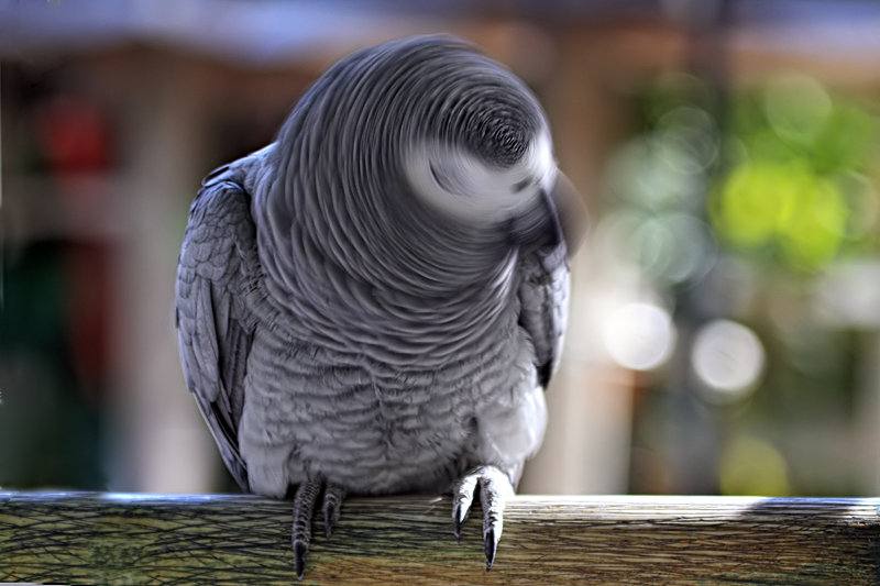 African Grey Blur