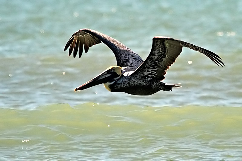 Pelican