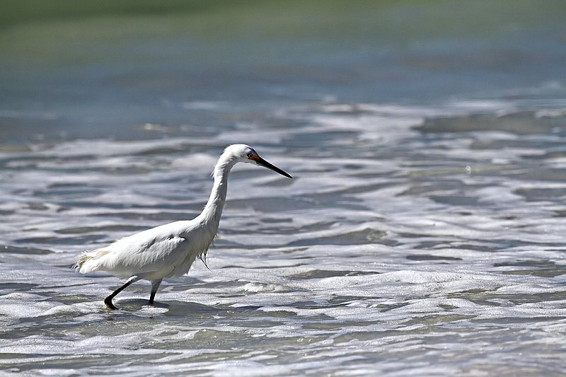 egret