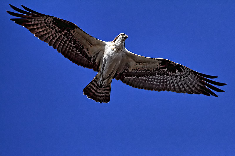 Osprey