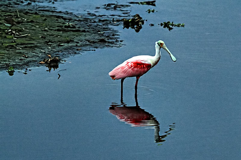 roseta spoonbill