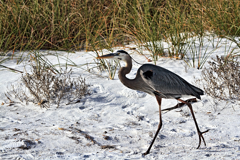 Heron
