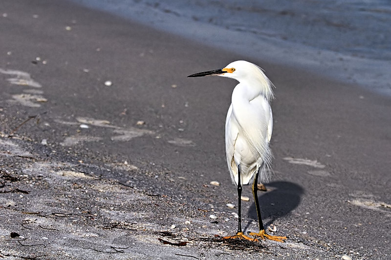Egret