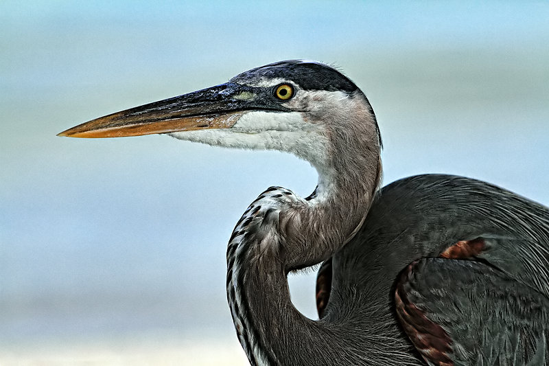 Great Blue Heron
