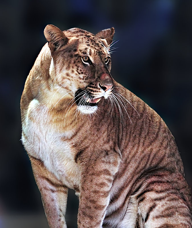 Big Cat