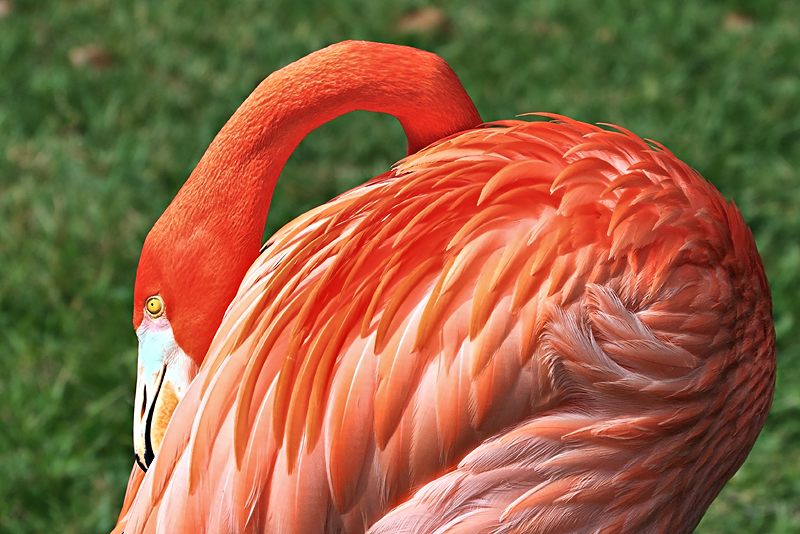Flamingo