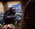 Eastern Chimpanzee