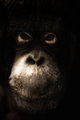 Candid Orangutan 