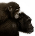 Eastern Chimpanzee with Baby
