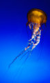 Jellyfish No. 2
