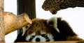 Red Panda Sleeping