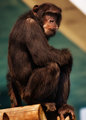 Chimpanzee Philosopher