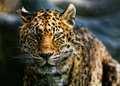Leopards Stare