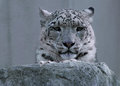 Snow Leopard