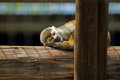 Common Squirrel Monkey Sleeping