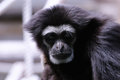 Siamang