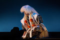 Japanese Warlock