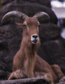 Goat-antelope