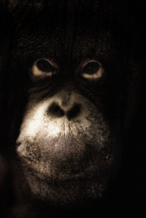 Candid Orangutan 