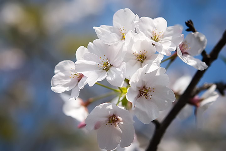 Cherry Blossom