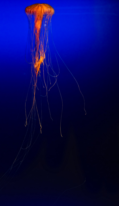 Jellyfish