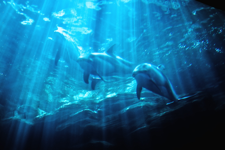 Dolphine