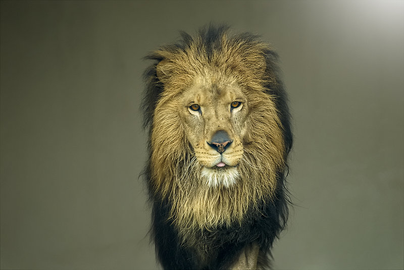Beast