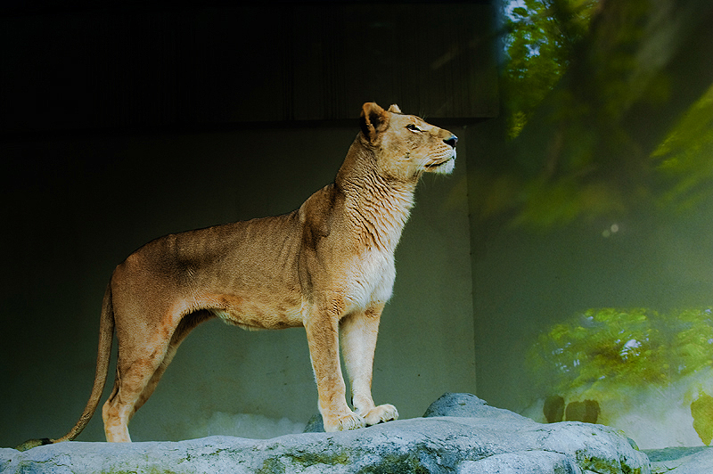 Lioness on edge 