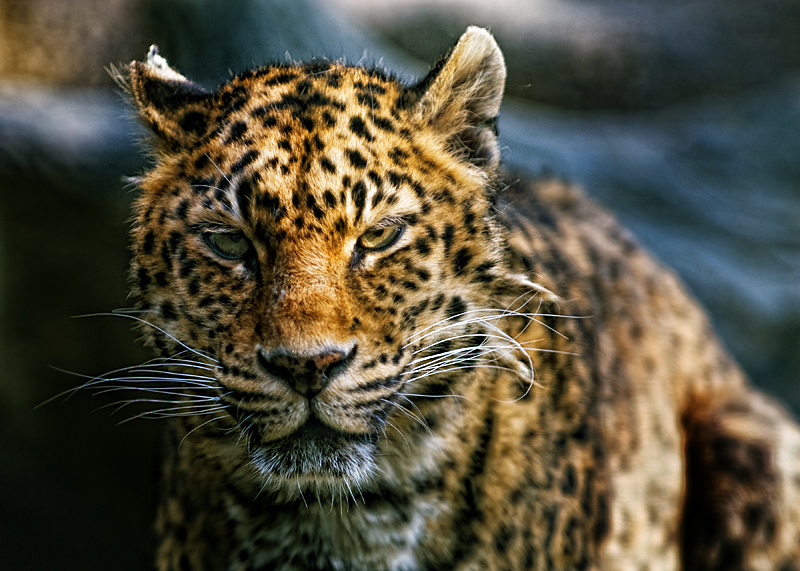 Leopards Stare