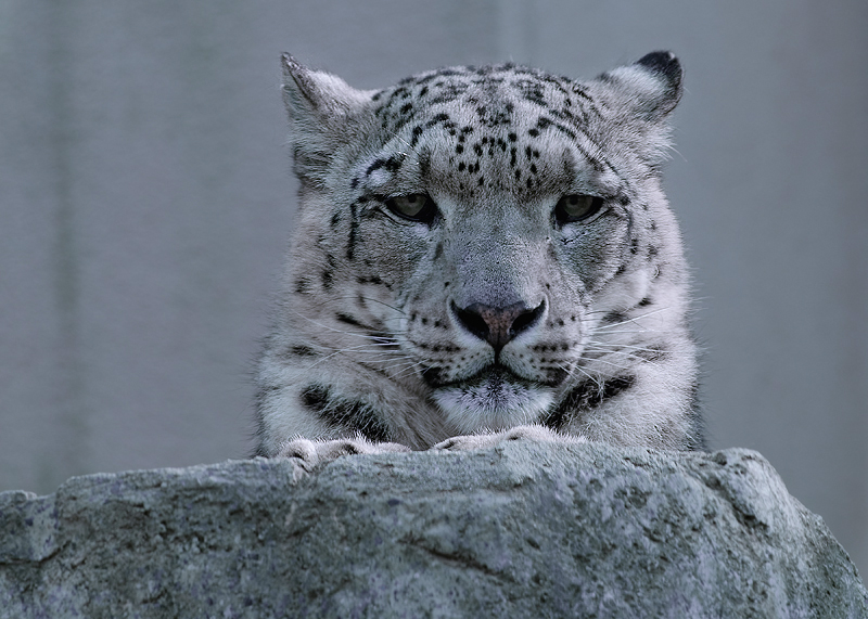 Snow Leopard