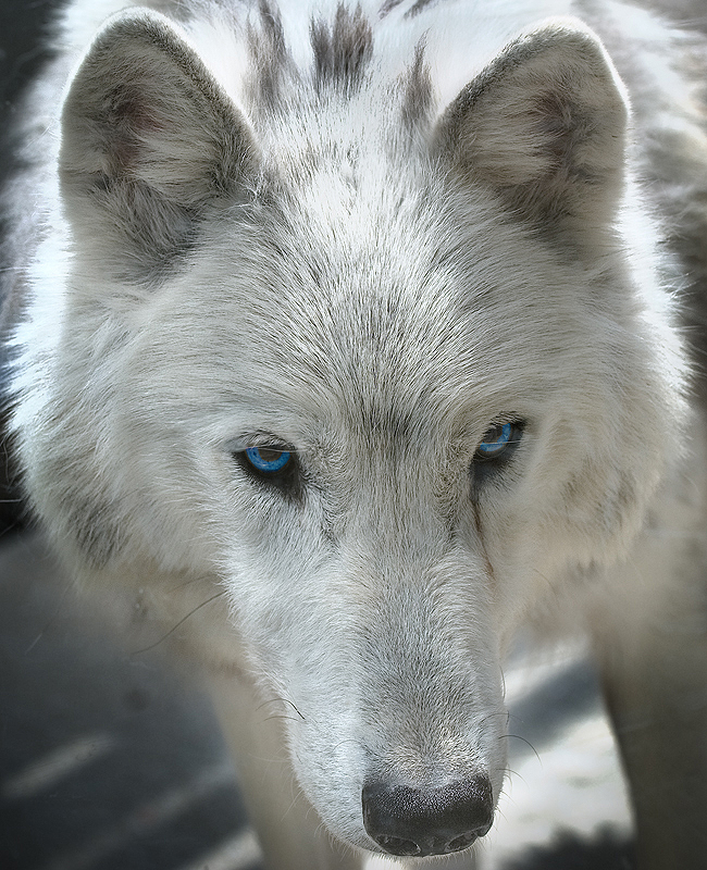 white wolf 