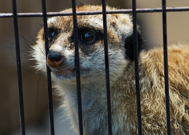 Let me OUT!!