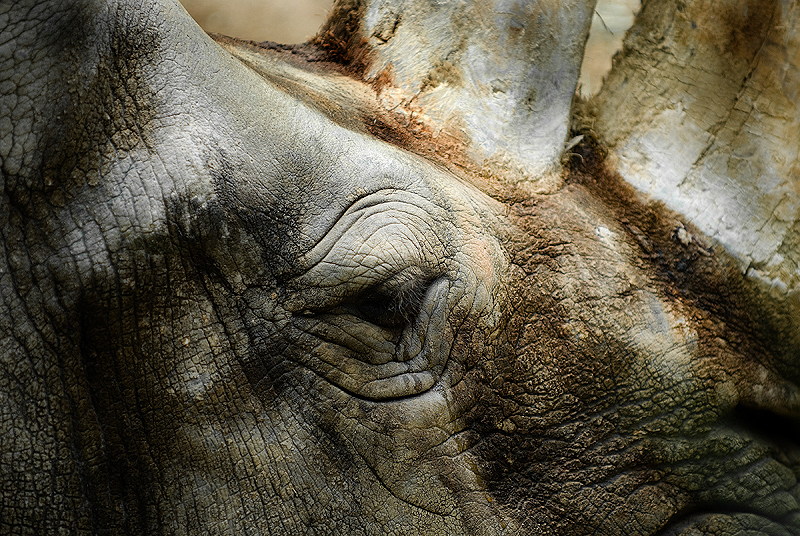 Sad Rhino