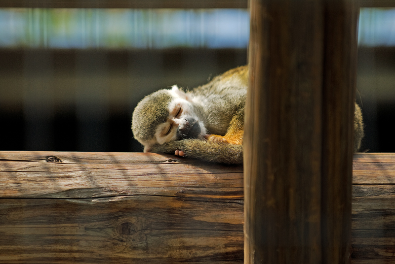 Common Squirrel Monkey Sleeping
