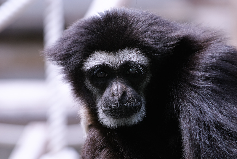 Siamang