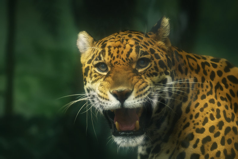 Angry Jag